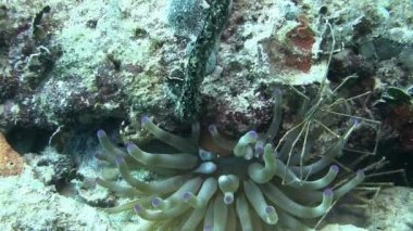 Karayip Denizi örümcek yengeci