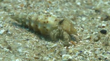 Akdeniz Yalnızcıl Yengeç 