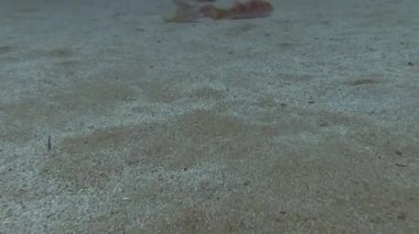 Akdeniz balık sürüsü 