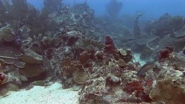 Resif üzerinde Yüzme  