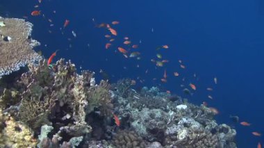 renkli balıklar Coral reef Yüzme 