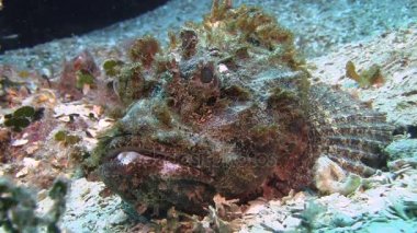 Scorpionfish Karayip Denizi