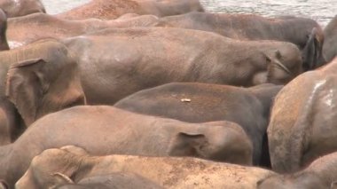 Nehirde banyo filler 