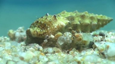 Akdeniz Yalnızcıl Yengeç 