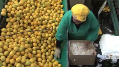 Modern limon fabrika