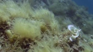 Kayalar üzerine sığ resifleri tavus kuşu kuyruk 