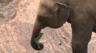 Nehir fil alma banyosunda 