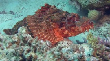 Kırmızı Scorpionfish deniz alt döşeme   