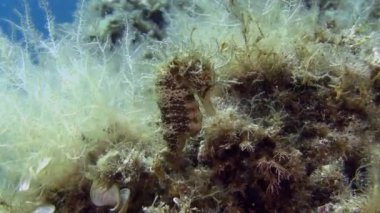 Costa Brava, Dalış Akdeniz