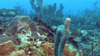 Resif üzerinde Yüzme  