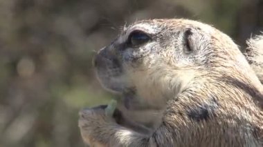 Sincap çekim kadar kapatın