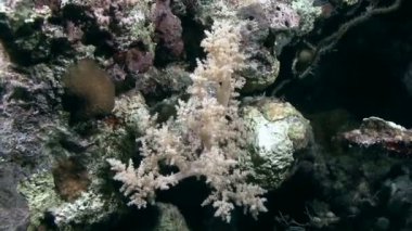 Yumuşak mercan dalgalar deniz taşıma  