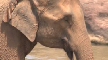 Nehirde banyo filler 