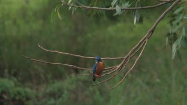 Buz kuş ağacında görüntüleri