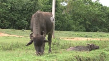 Buffalos Güney Afrika 