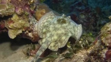 Resif üzerinde Yüzme stingray 
