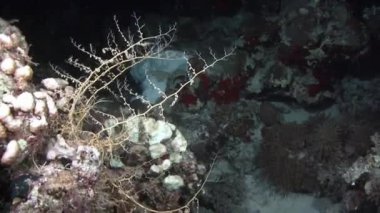 Yumuşak mercan dalgalar deniz taşıma  