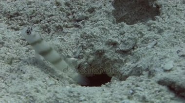 Kaya balığı balık menüsü ve deliğe gizleme  