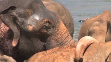 Nehirde banyo filler 