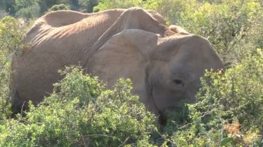 Fil yeme ağaç yaprak