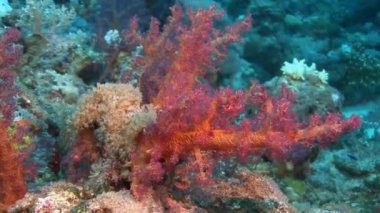 Yumuşak mercan dalgalar deniz taşıma 