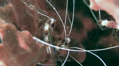 Karayip Denizi içinde kırmızı karides