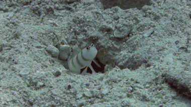 Kaya balığı balık deliğe gizleme  