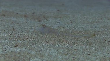 Costa Brava, Dalış Akdeniz