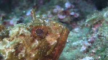 Costa Brava, Dalış Akdeniz