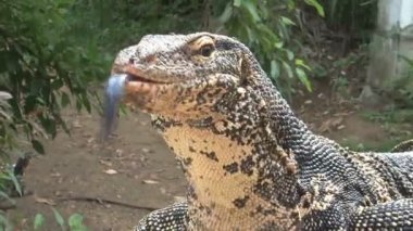 İguana sokak tarafında 