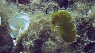 Costa Brava, Dalış Akdeniz