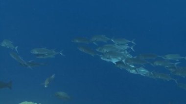 Dev Trevally balık sürüsü  