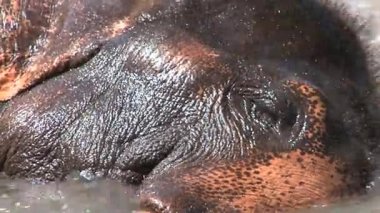 Nehir fil alma banyosunda 