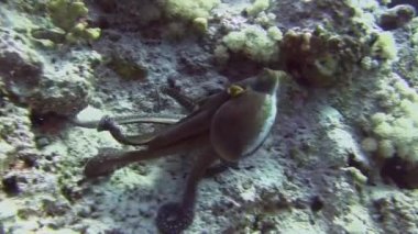 Ahtapot mercan renklerini değiştirme 