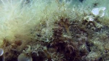 Costa Brava, Dalış Akdeniz