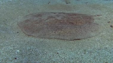 Mermer elektrikli ray