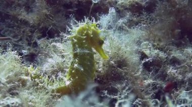 Costa Brava, Dalış Akdeniz