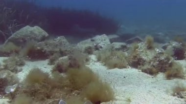 Balık Stargazer kum 