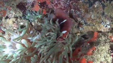 Umman Umman Denizi Dalış,