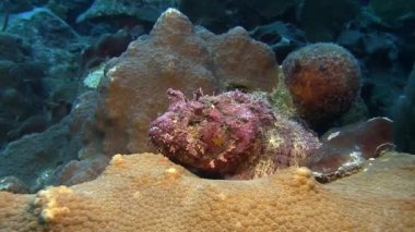 Scorpionfish Karayip Denizi