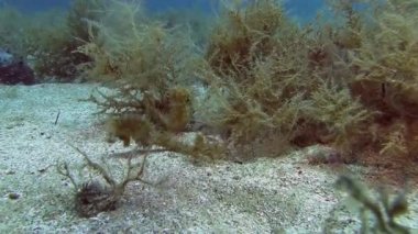 Deniz atı onbottom kum