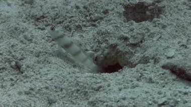 Kaya balığı balık menüsü ve deliğe gizleme  