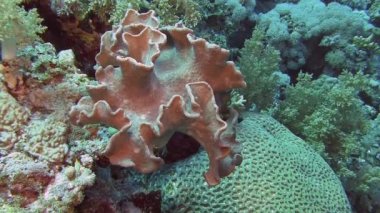 Yumuşak mercan ve resif balıkları 