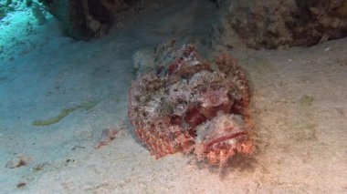 Kırmızı Scorpionfish deniz alt döşeme 