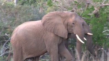 Güney Afrika filleri