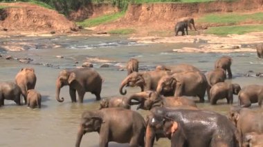 Nehirde banyo filler 