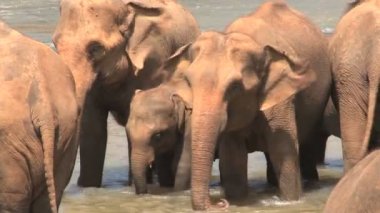 Nehirde banyo filler 