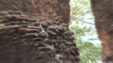 Polonnaruwa, Sri Lanka 'daki harabeler 