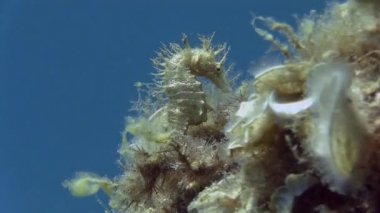 Costa Brava, Dalış Akdeniz