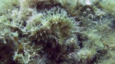 Costa Brava, Dalış Akdeniz